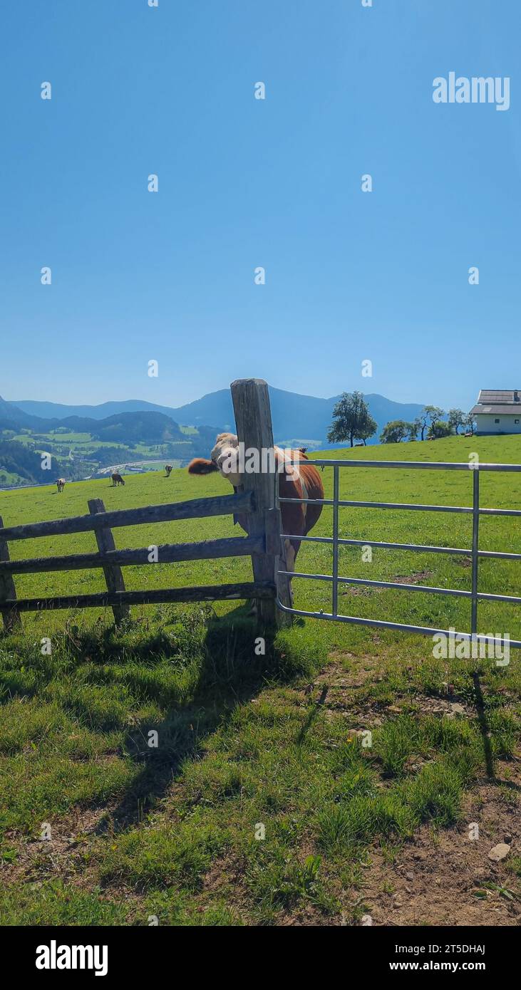 Eine Kuh, die auf einer Farm juckt Stockfoto