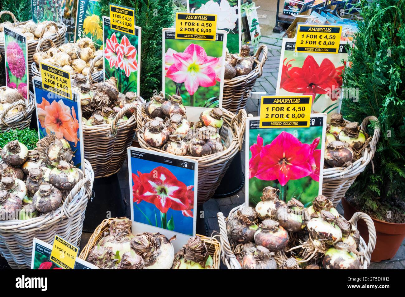 Körbe mit Amaryllis-Glühbirnen zum Verkauf auf dem Blumenmarkt, Singel, Amsterdam. Stockfoto