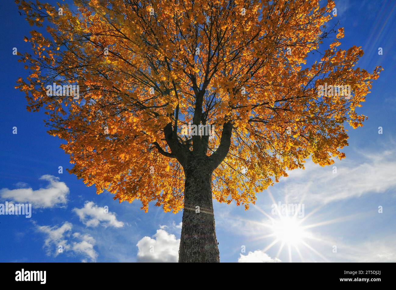 Hintergrundaufnahme eines Ahornbaums (Acer) im Herbst, Bayern, Deutschland, Europa Stockfoto