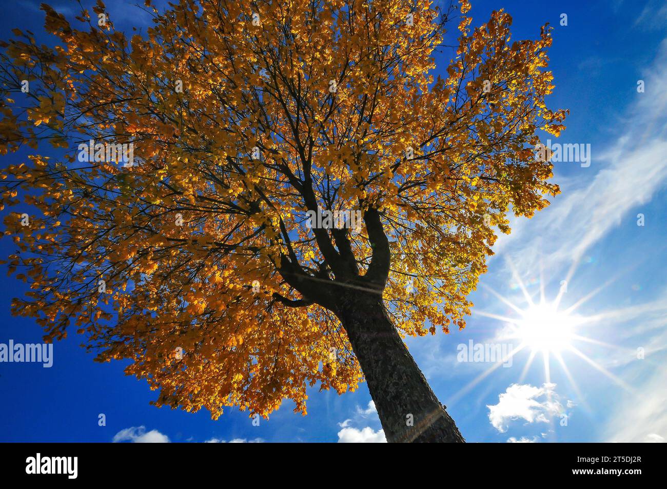 Hintergrundaufnahme eines Ahornbaums (Acer) im Herbst, Bayern, Deutschland, Europa Stockfoto