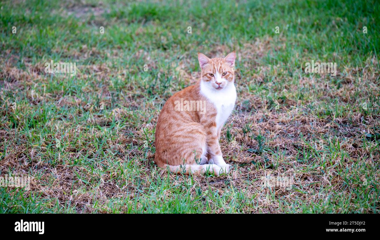 Die ernsthaft aussehende rote Katze sitzt auf dem Rasen, ihr Blick direkt auf den Betrachter gerichtet. Diese Katze trägt die Eigenschaften einer klassischen griechischen Straßenkatze. Stockfoto