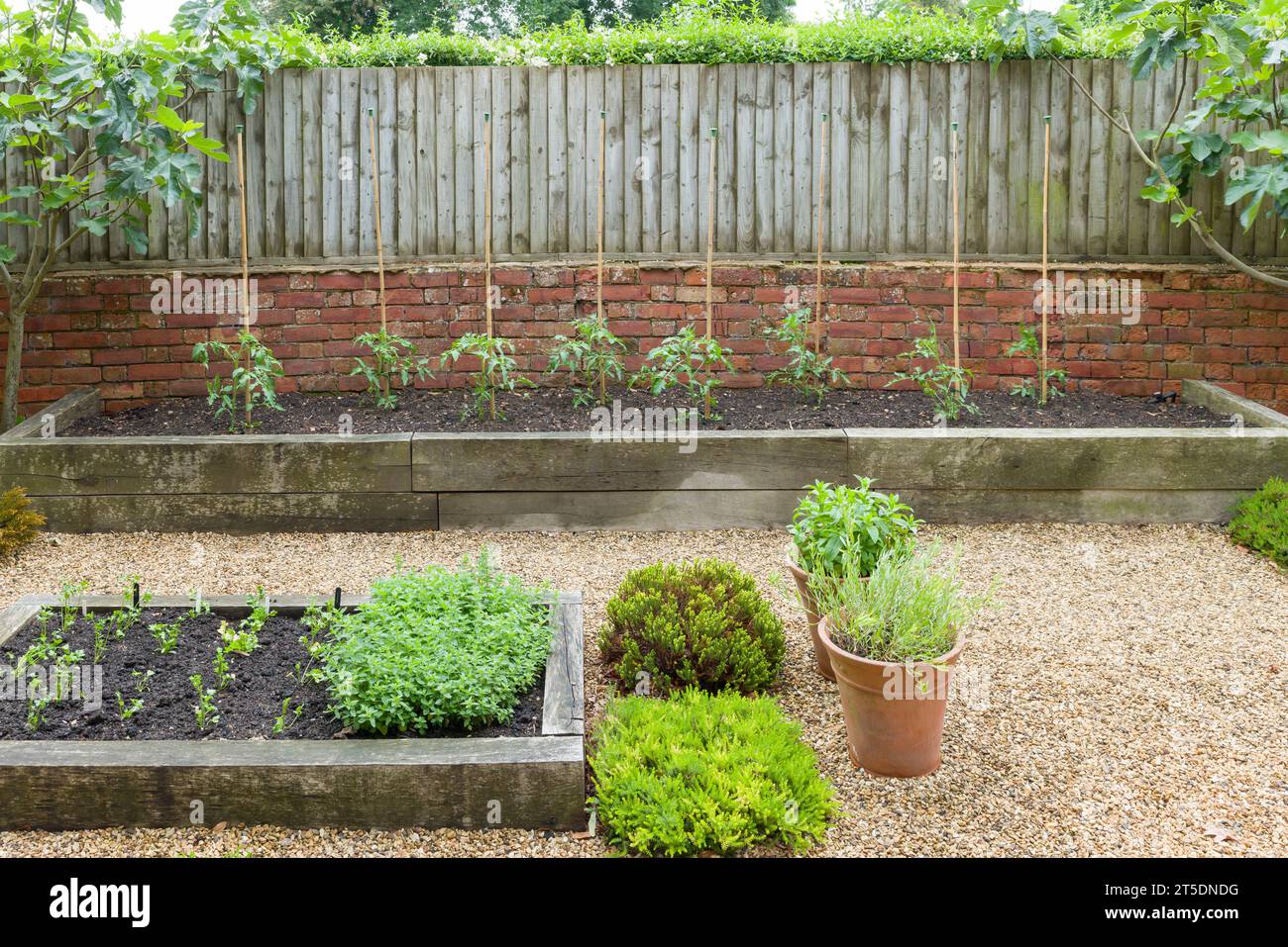 Kleiner englischer Küchengarten mit Kräutern und Tomatenpflanzen, die in hölzernen Hochbeeten mit harter Landschaftsgestaltung wachsen, Großbritannien Stockfoto