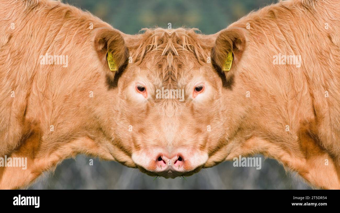 Lustiges surreales bearbeitetes Foto von Kuh mit schickem Haar. Detailliertes Porträt auf der Weide bei sonnigem Tag. Lustiges Tierfoto. Stockfoto