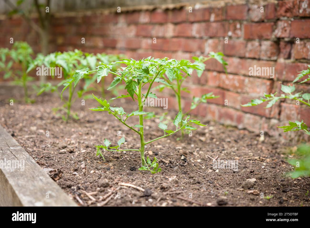Tomaten/Paradeiser. Junge Tomatenpflanzen, die draußen in einem Hochbeet wachsen, britischer Garten. Stockfoto