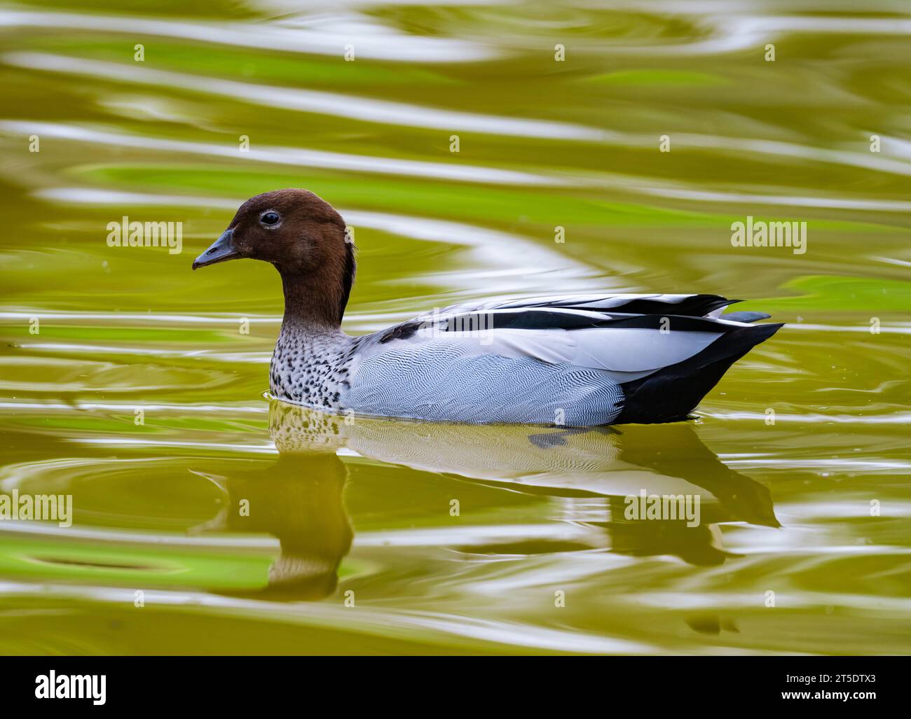 Eine wilde Mähne Ente (Chenonetta jubata) schwimmt in einem Teich. Australien. Stockfoto