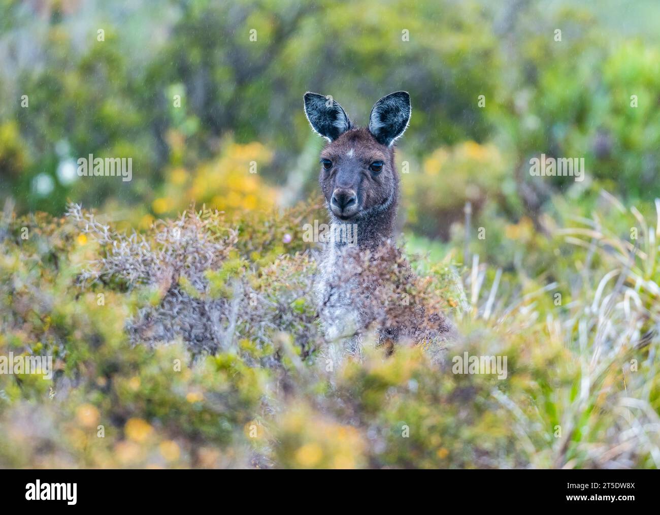 Ein westliches graues Känguru (Macropus fuliginosus) in den Büschen. Australien. Stockfoto