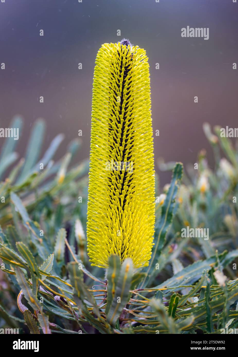 Gelbe Blüten von Candlestick Banksia (Banksia attenuata). Australien. Stockfoto