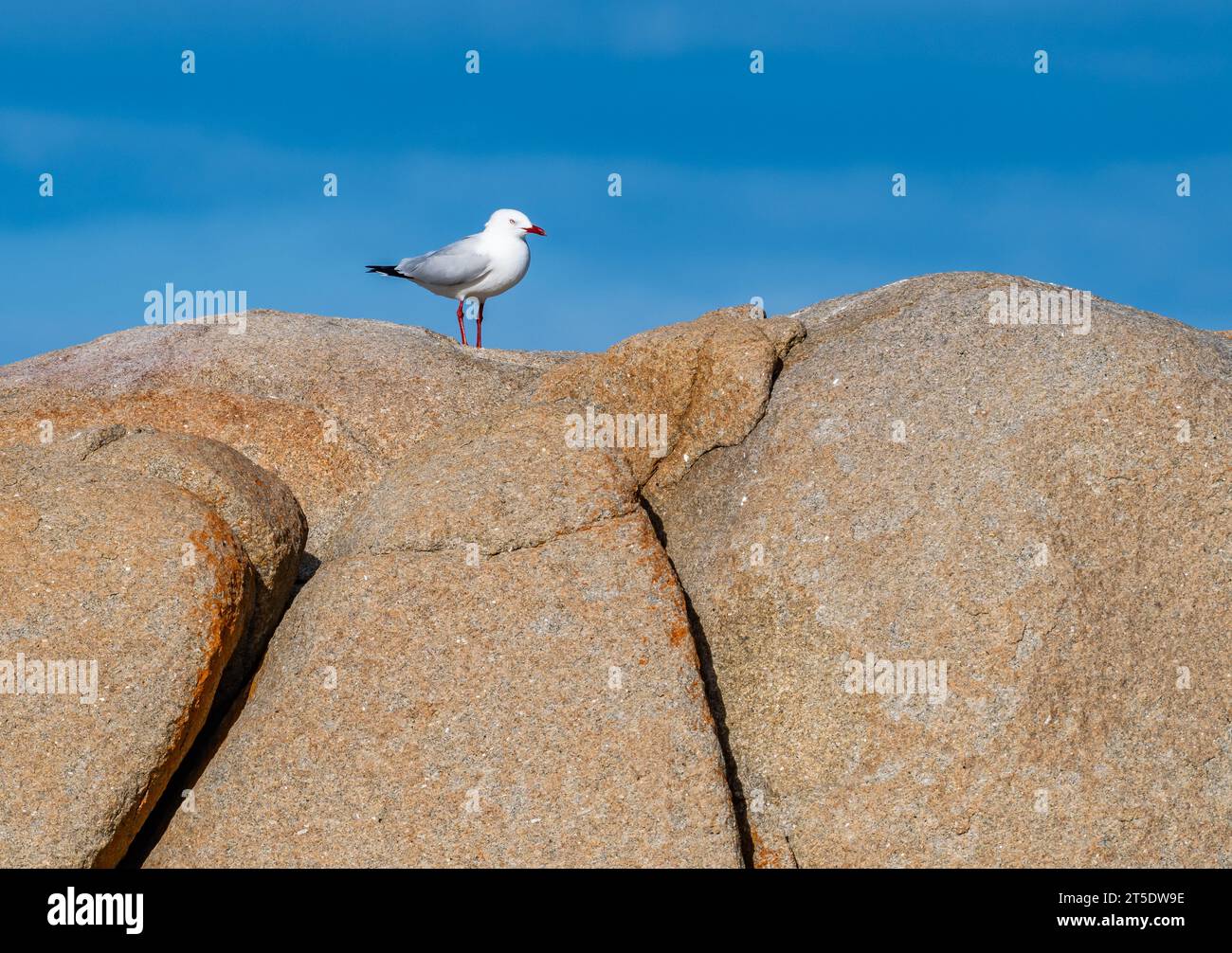 Eine Silbermöwe (Chroicocephalus novaehollandiae), die auf einem Granitvorsprung steht. Australien. Stockfoto