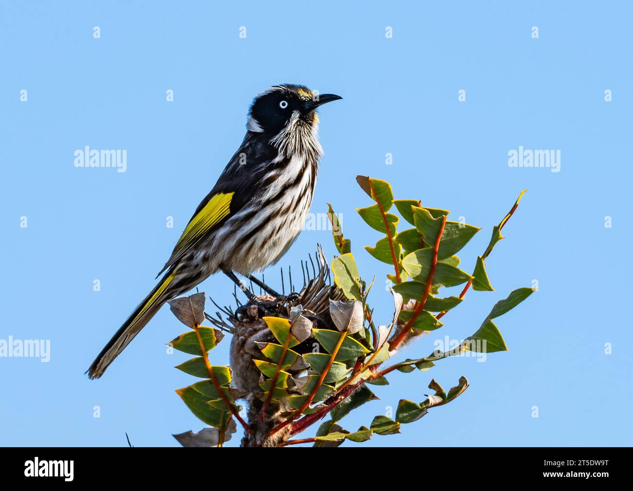 Eine New Holland Honeyeater (Phylidonyris novaehollandiae), die auf einem Busch thront. Australien. Stockfoto