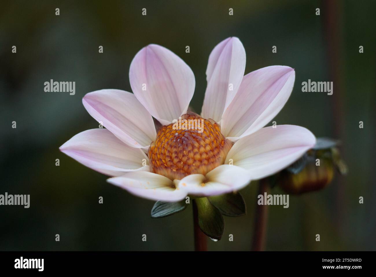 Eine einzige blühende glückliche Single Prinzessin Dahlia vor grünem Hintergrund Stockfoto