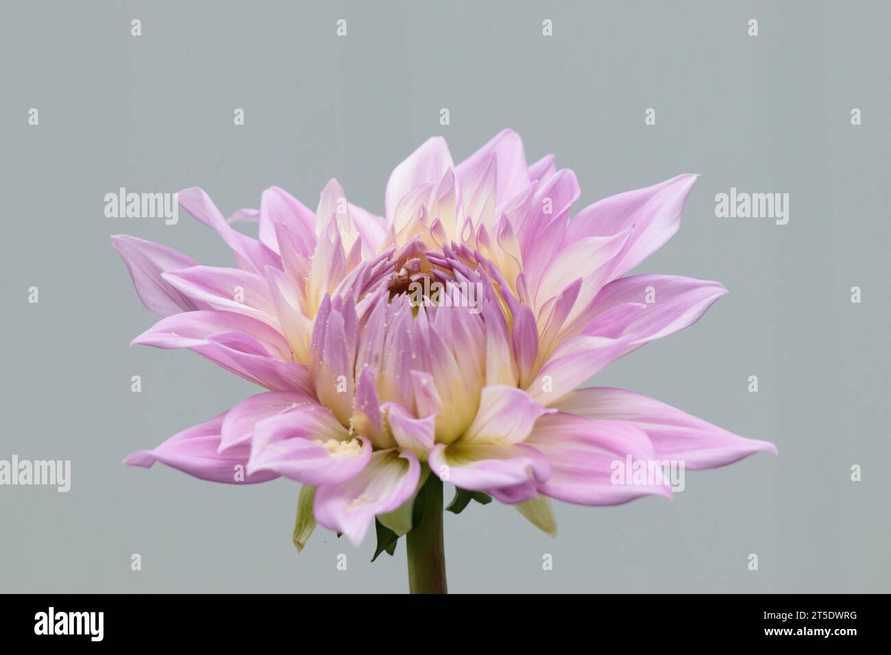 Sir Alf Ramsey Dahlia, eine große rosa Blume, vor hellgrauem Hintergrund Stockfoto