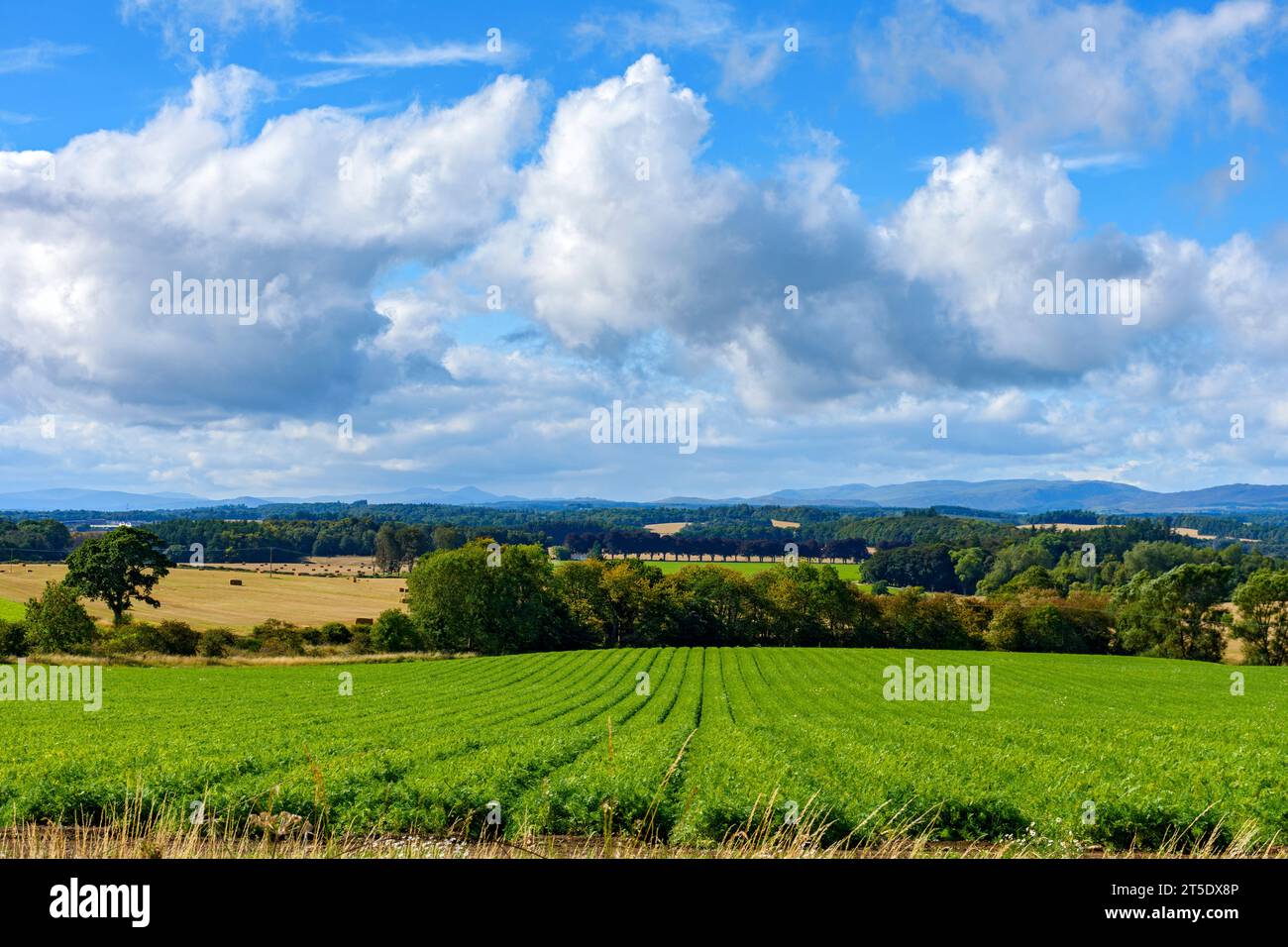 Ein Fernblick auf die Grampian Hills von der A93 nördlich von Perth. Perth and Kinross District, Schottland, Großbritannien Stockfoto