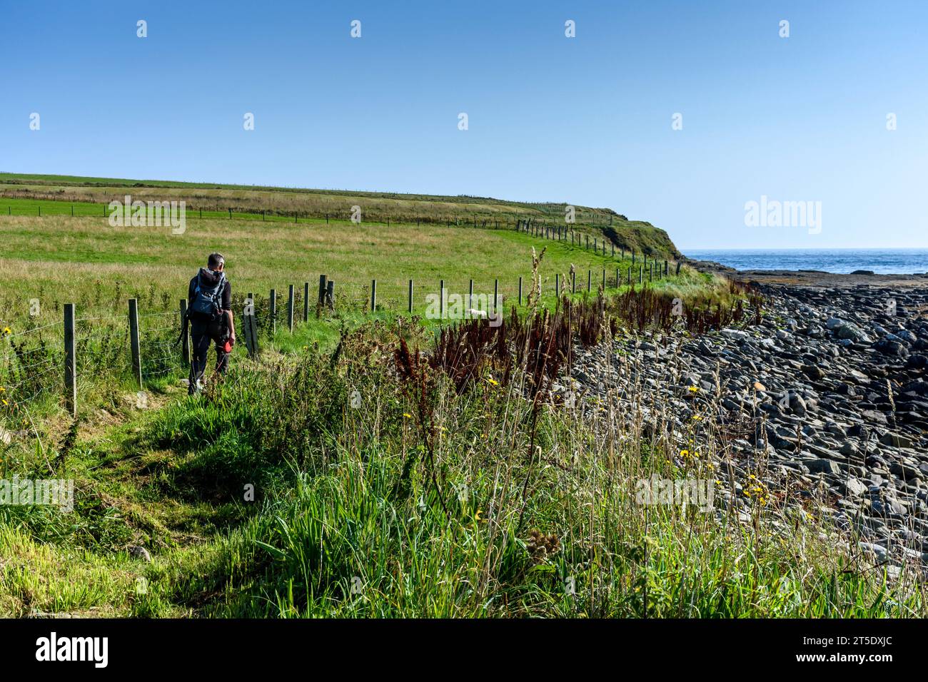 Ein Wanderer auf dem John o'Groats Trail in Richtung Skirza Head, Caithness, Schottland, Großbritannien, Stockfoto