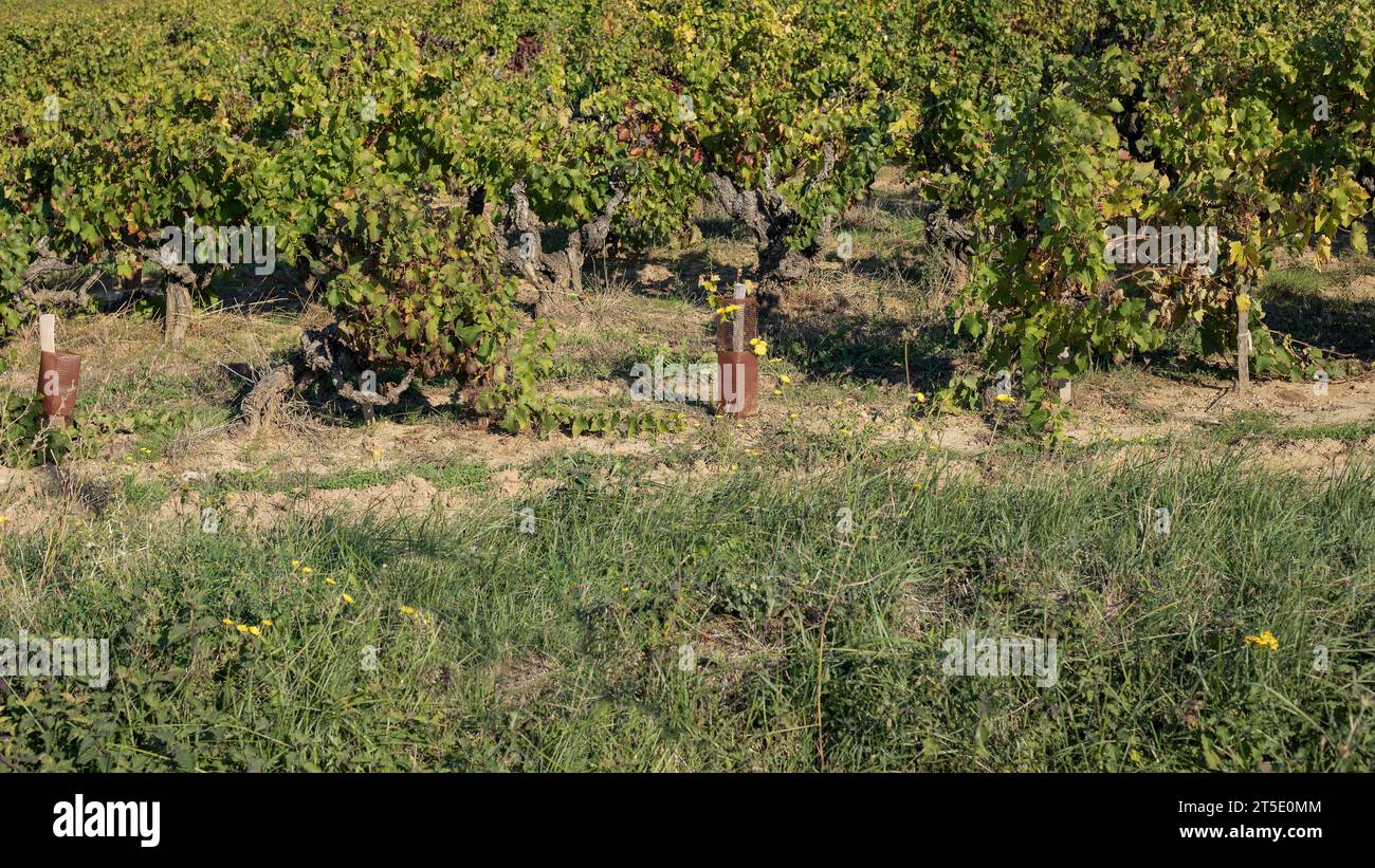 Neu bedruckte Rebstöcke in einem Weinberg in Kunststoffhaltern zum Schutz Stockfoto