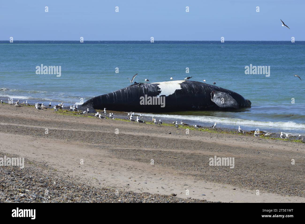 Toter Wal am Strand, umgeben von Möwen Stockfoto