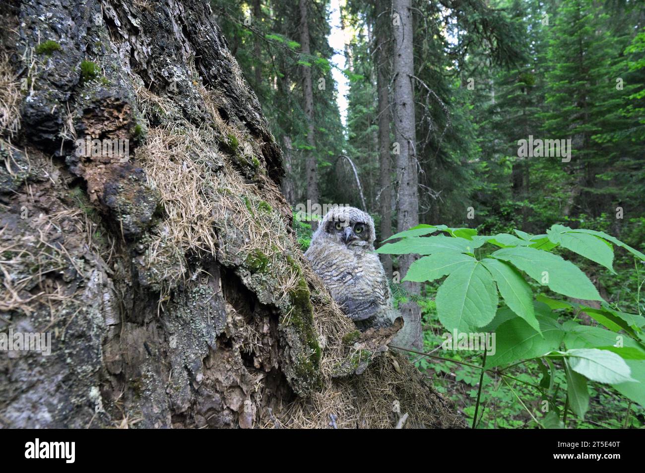 Großhorneule in einem alten Wald im Frühjahr. Kootenai National Forest im Yaak Valley, Montana. Stockfoto