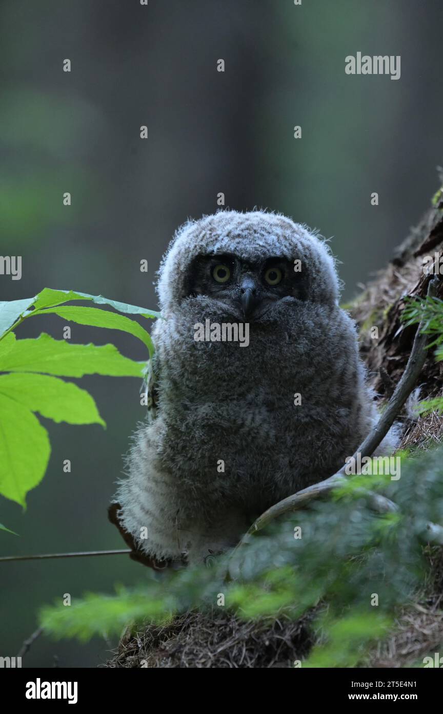 Uhu (Bubo virginianus) in einem alten Wald im Frühjahr. Kootenai National Forest im Yaak Valley, Montana. Stockfoto