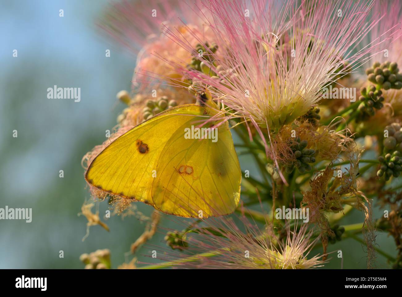 Leuchtend gelber Wolkenloser Schwefelschmetterling, der sich von rosa, flauschigen Blüten des persischen Seidenbaums ernährt Stockfoto