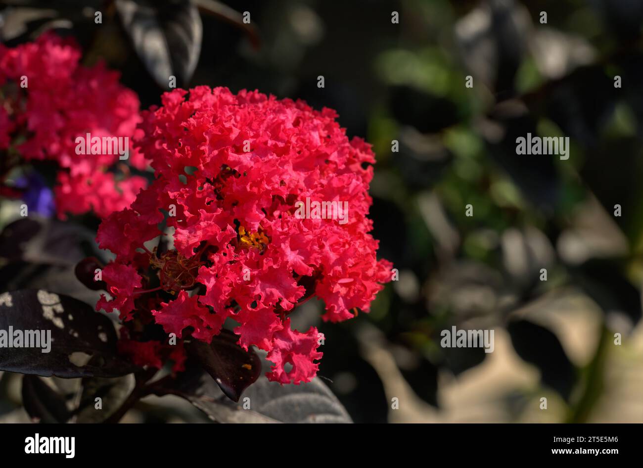 Nahaufnahme einer leuchtend rosa Lagerstroemia oder Crepe Myrte, die im Sommer blüht Stockfoto