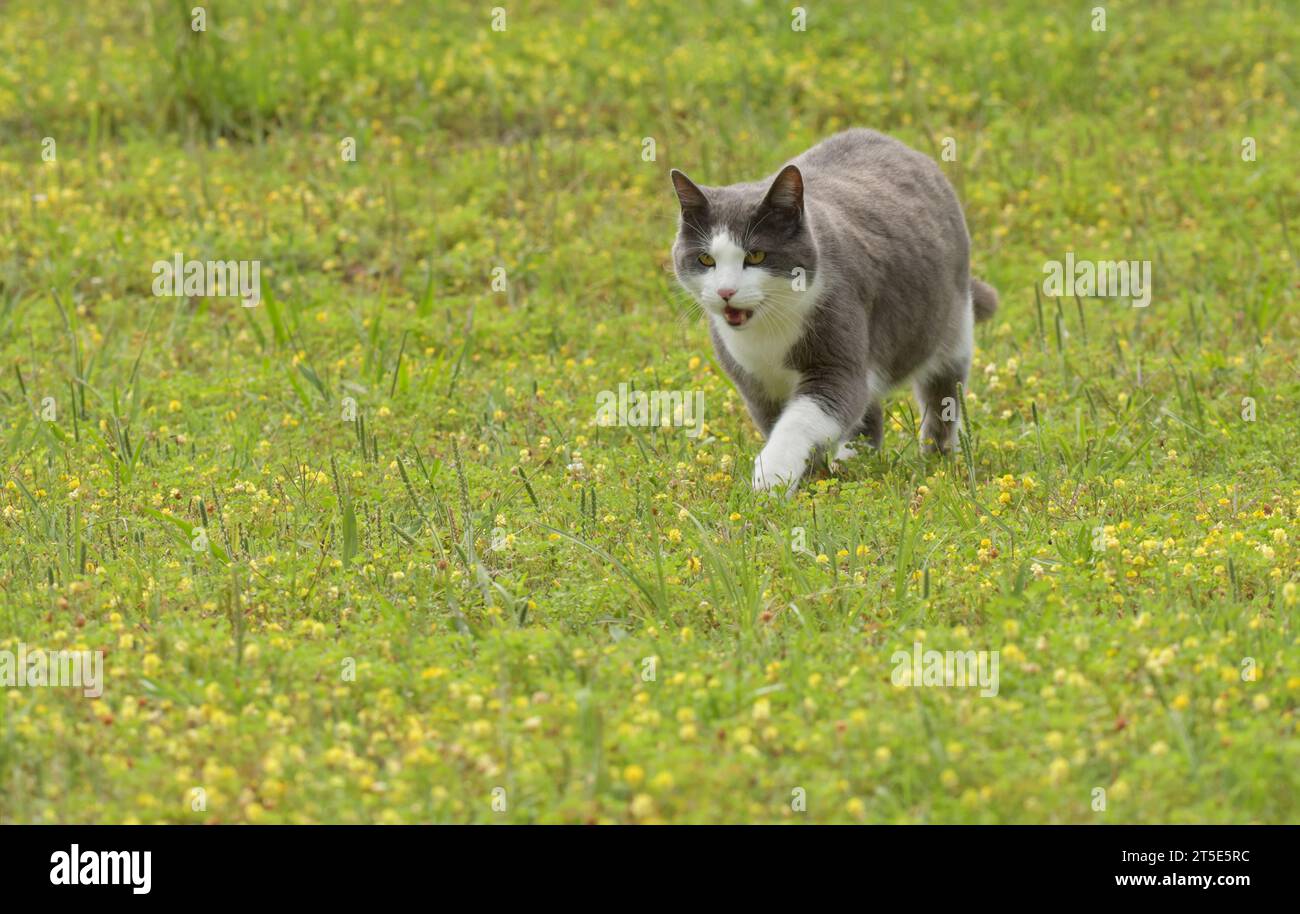Fette graue und weiße Katze, die an einem heißen Sommertag über das gelbe Kleebeld läuft Stockfoto