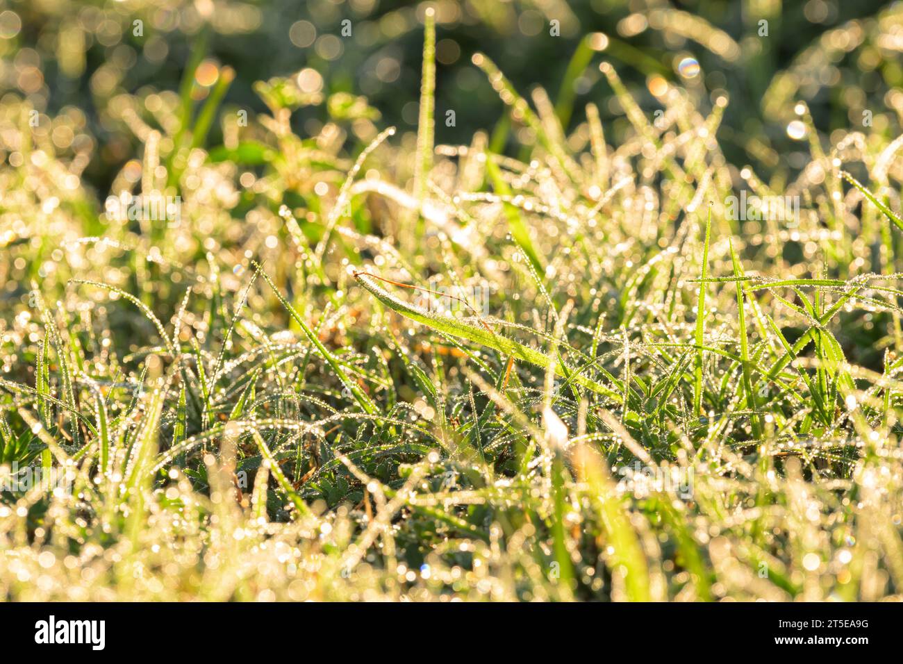 Schwerer Tau im Gras an einem hellen Sommermorgen, hinterleuchtet Stockfoto