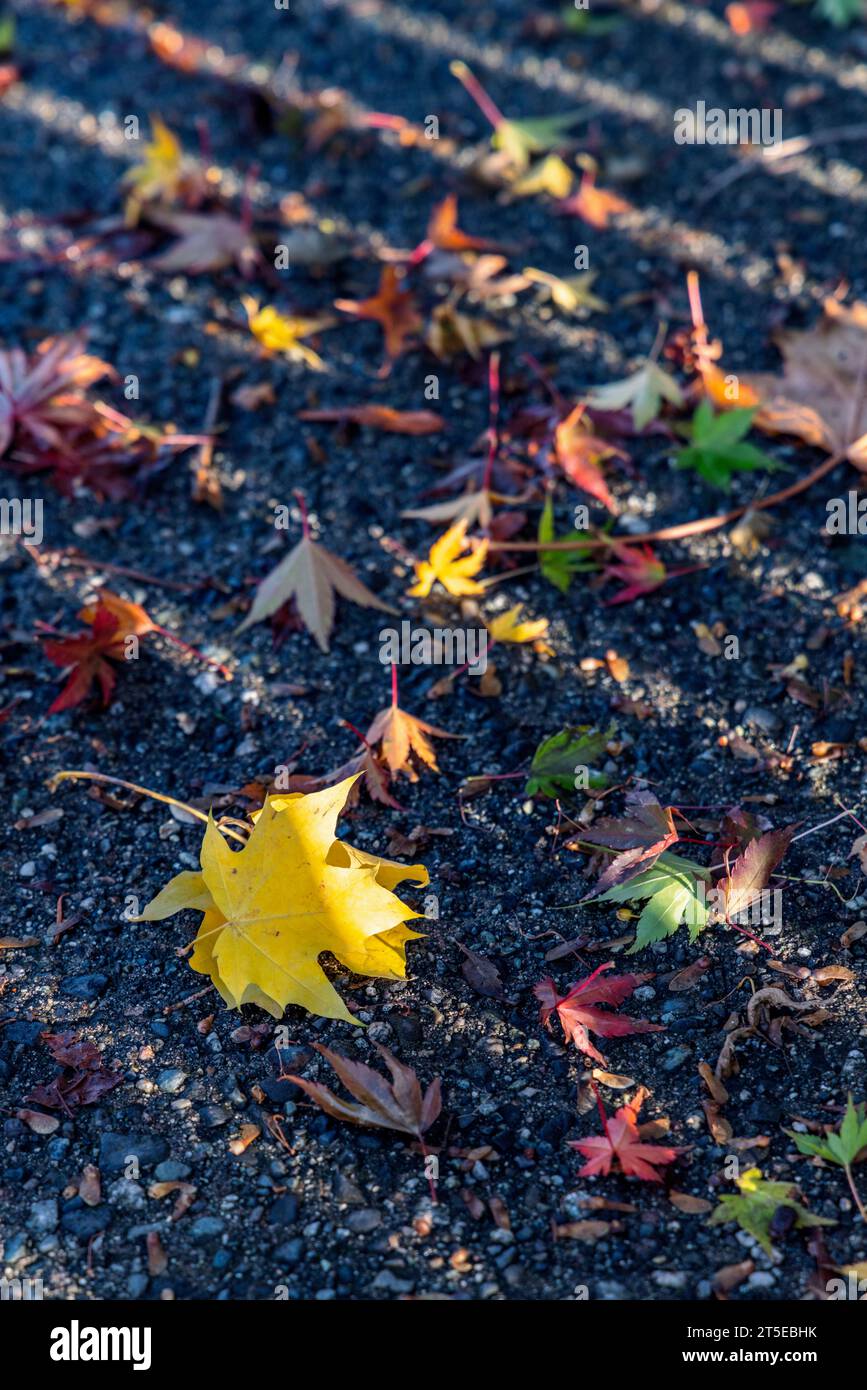 Gefallene, mehrfarbige japanische Ahornblätter liegen nach einem herbstlichen Regensturm in Vancouver, Kanada, auf dem Bürgersteig verstreut. Sonne erzeugt diagonale Schatten. Stockfoto
