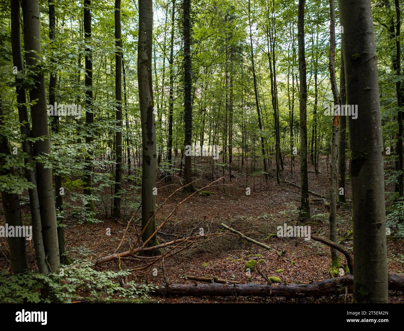 Deutscher Buchenwald mit vielen Bäumen in verschiedenen Altern. Trockene Laubblätter auf dem Boden. Natürliche Umgebung in ländlicher Umgebung mit idyllischer Atmosphäre Stockfoto