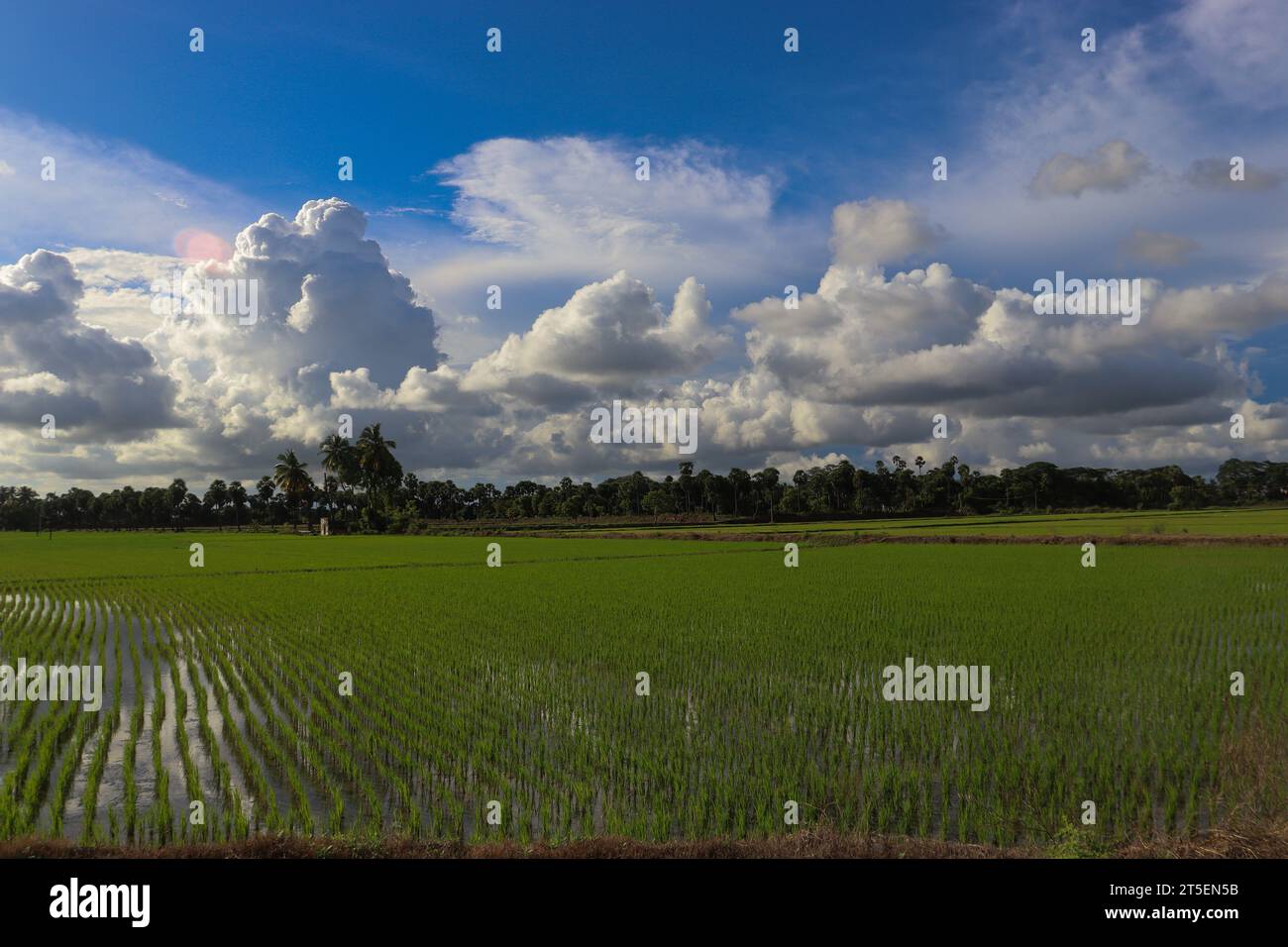 Wunderschönes Reisfeld mit Kokospalmen im Hintergrund. Indische Landschaft Stockfoto