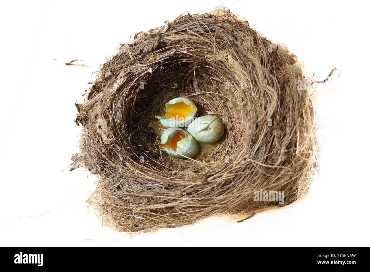 Drei zerbrochene Eier im Vogelnest, die nie schlüpfen. Stockfoto