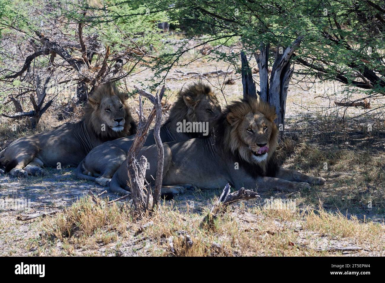 Löwen im Schatten des Moremi Game Reserve Stockfoto