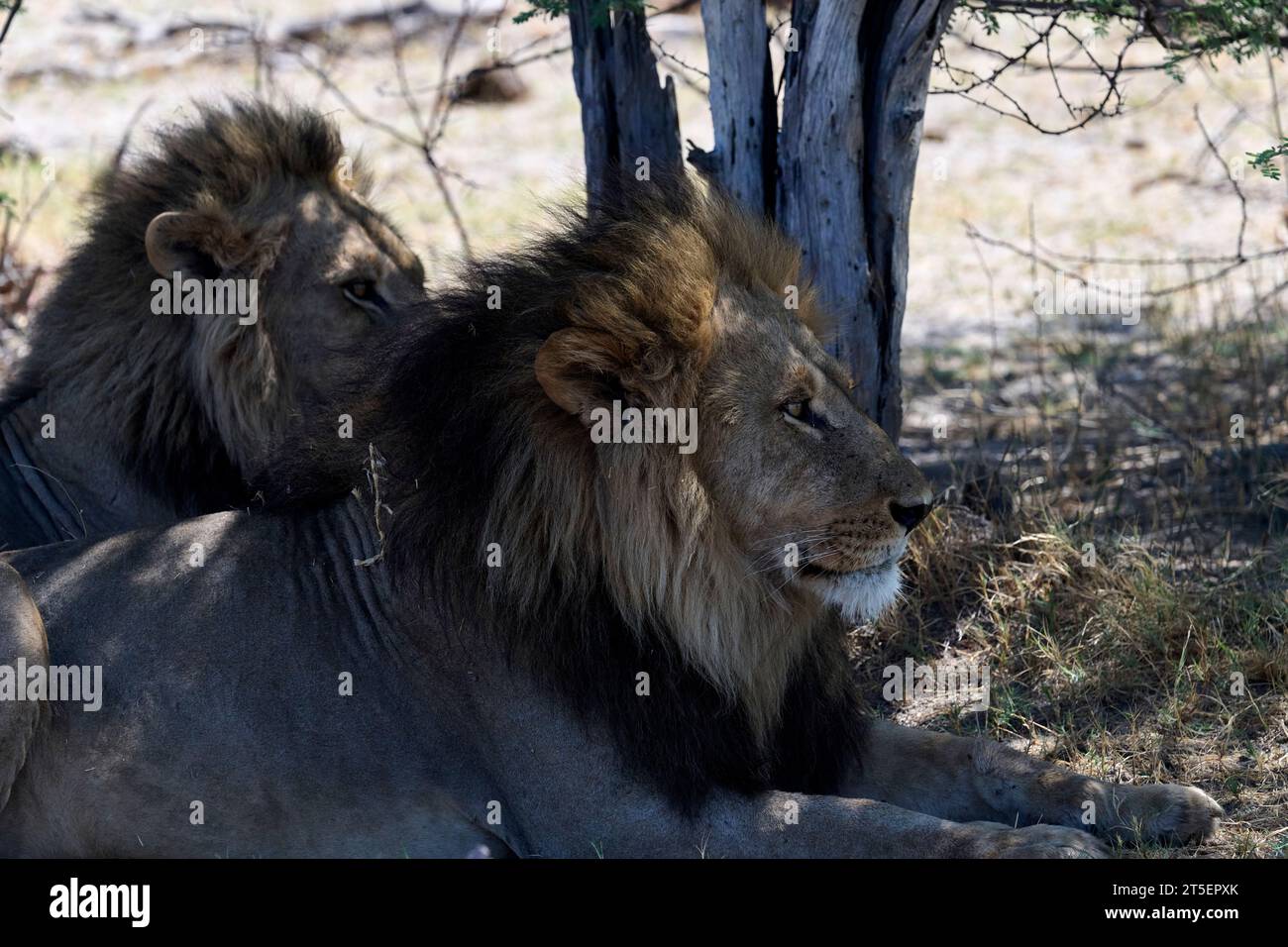 Löwen im Schatten des Moremi Game Reserve Stockfoto