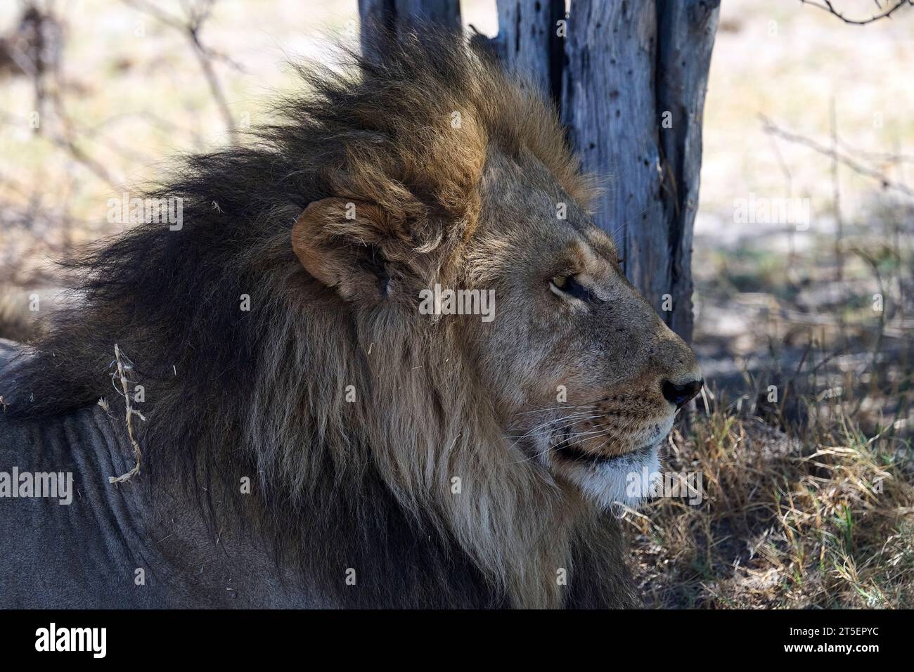 Löwen im Schatten des Moremi Game Reserve Stockfoto