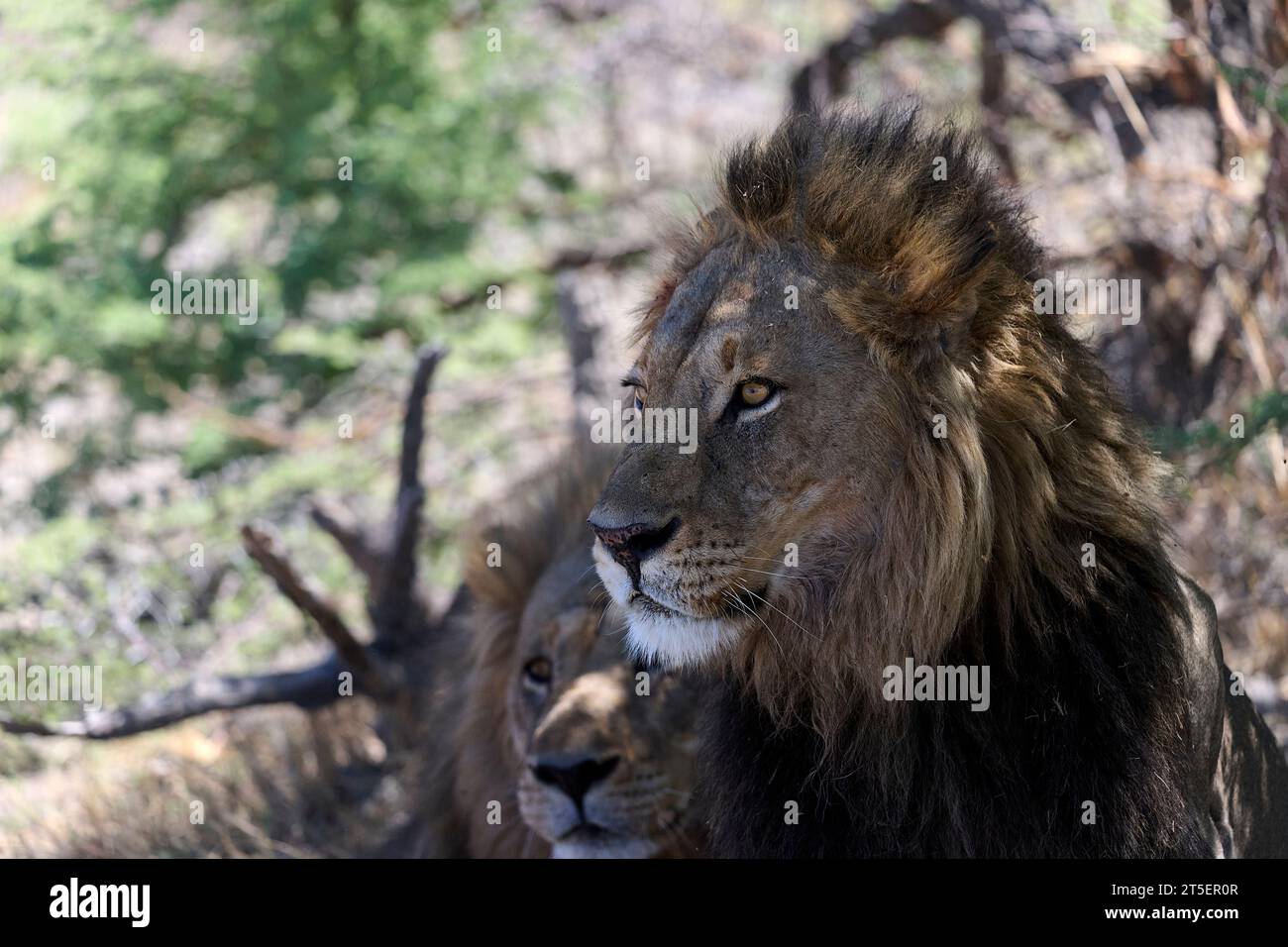 Löwen im Schatten des Moremi Game Reserve Stockfoto