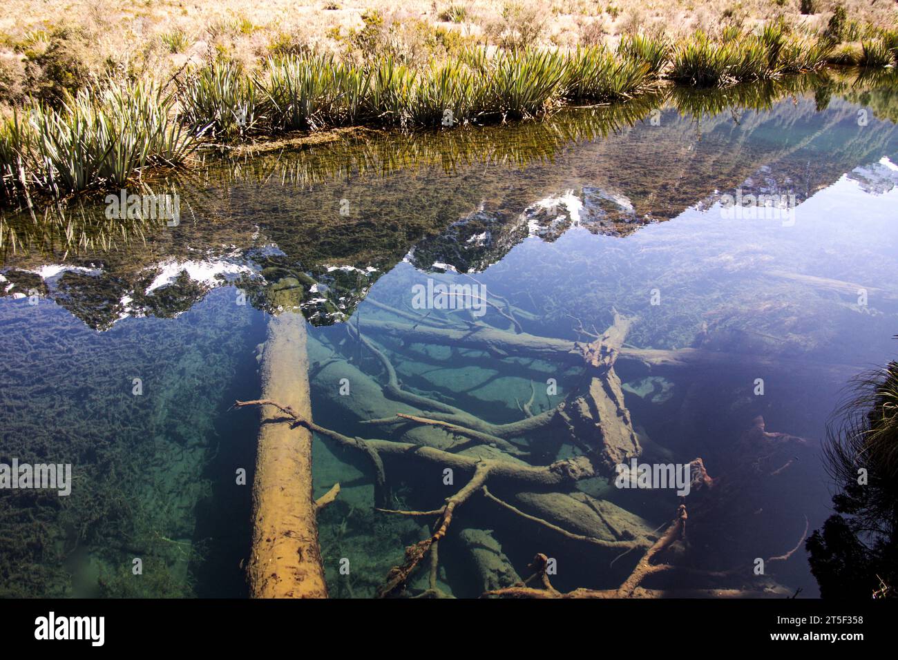 Baumstämme unter Wasser bei Mirror Lakes New Zealand Stockfoto