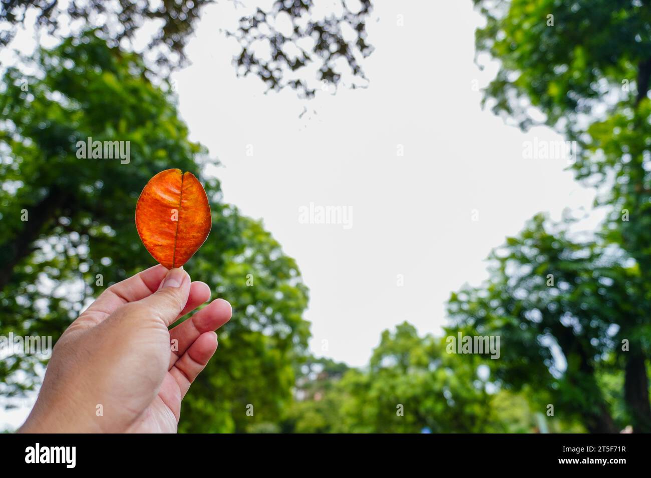 Hand hält trockenes braunes Blatt vor dem Hintergrund des Himmels. Mit Kopierraum für Text. Kinolook Stockfoto