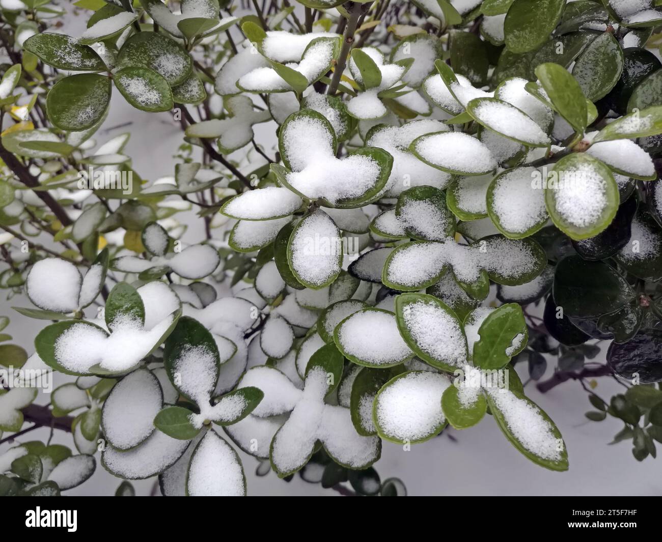 Pflanzen im Schnee Stockfoto