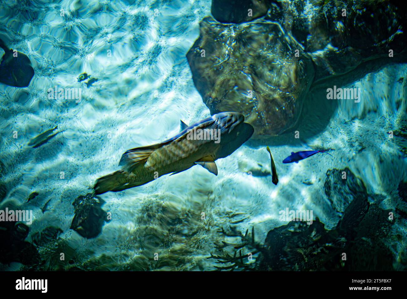 Im National Marine Aquarium in Plymouth ist ein Buckelhai von über Wasser zu sehen, wo die fortlaufende Erhaltung und der reibungslose Ablauf der britischen Ocean Conservation Trust-Wohltätigkeitsorganisation routinemäßige Fütterung und Anreicherung aller Meerestiere umfasst. durchgeführt von hochqualifizierten Mitarbeitern der Aquarienhaltung im größten Aquarium Großbritanniens. Bilddatum: Samstag, 4. November 2023. Stockfoto