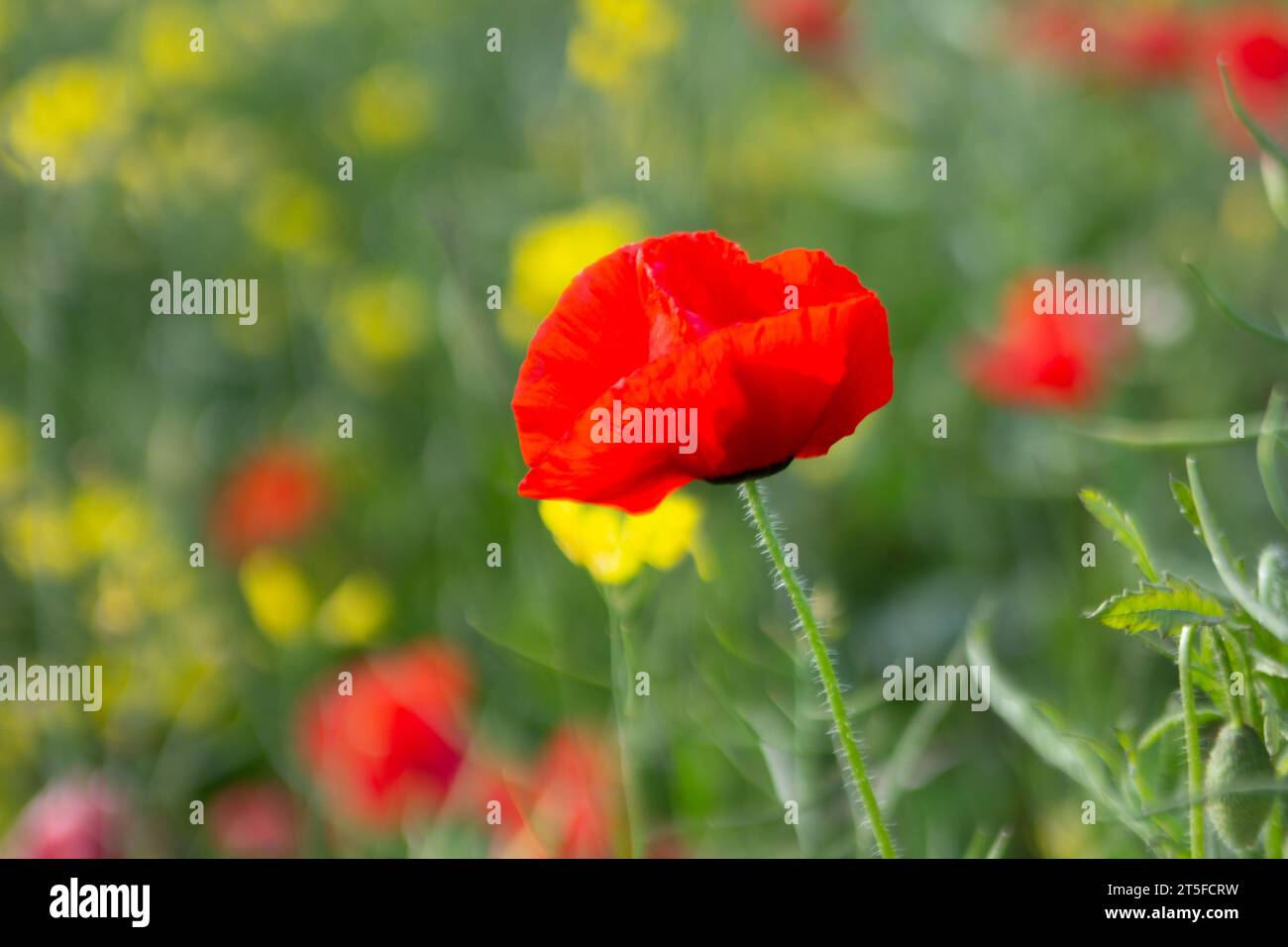 Coquelicot Poppy Stockfoto