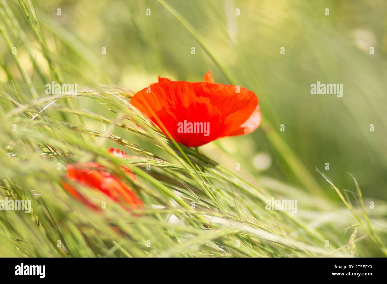 Coquelicot Poppy Stockfoto