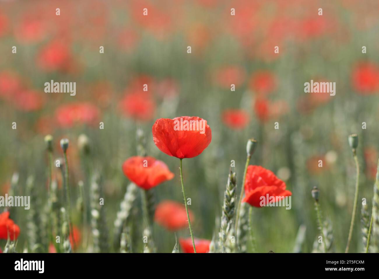 Coquelicot Poppy Stockfoto