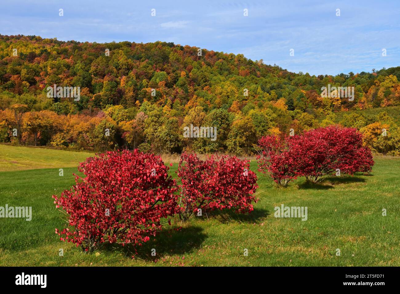 Buntes Herbstlaub auf einem Hügel mit rot brennenden Büschen an einem sonnigen Herbsttag in der Nähe von gettysburg, adams County, pennsylvania Stockfoto