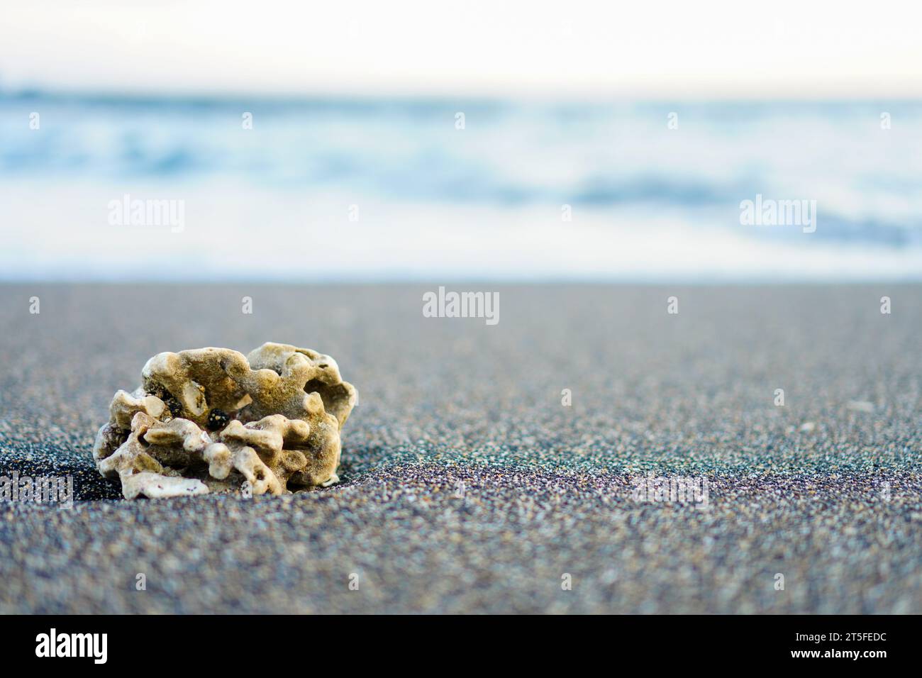 Ein detailliertes Bild von winzigen Korallen auf Strandsand, bereit für Ihren individuellen Text oder Bildunterschrift. Schätze am Strand Stockfoto