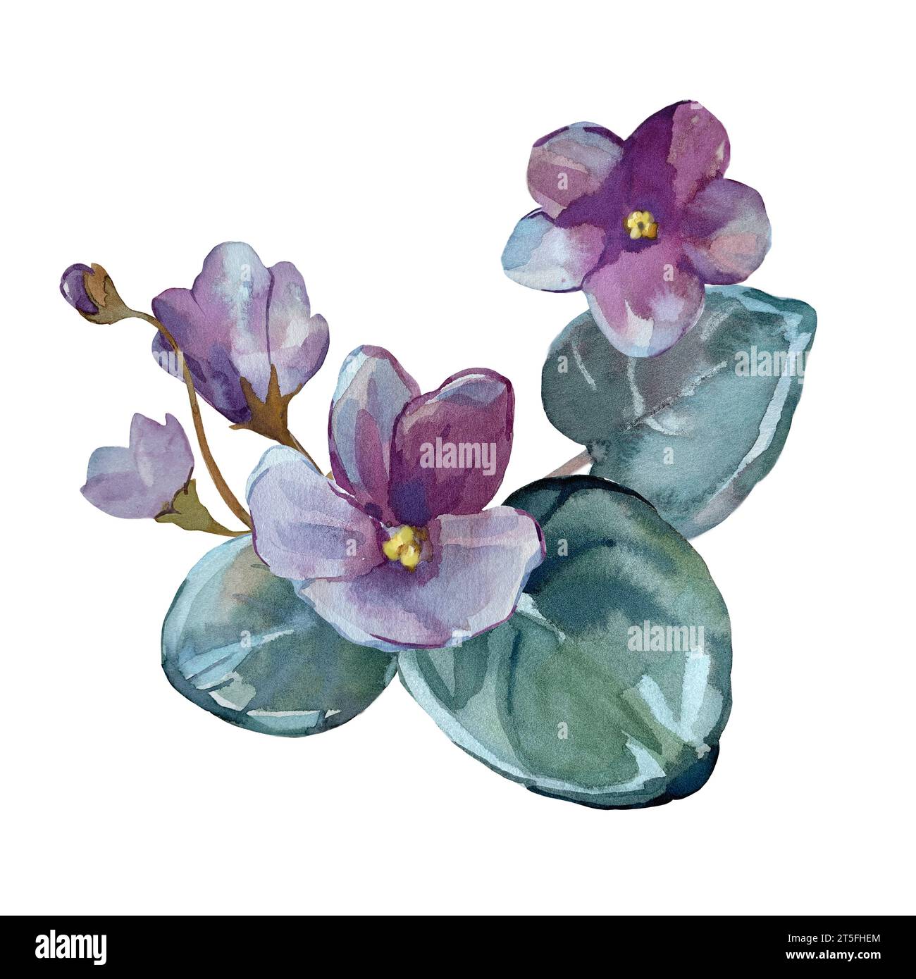 Zusammensetzung des blühenden Violetts. Isoliertes Rasterbild. Handgemalt mit Aquarellen. Für die Gestaltung von Karten, Verpackungen und Stoffdekorationen Stockfoto