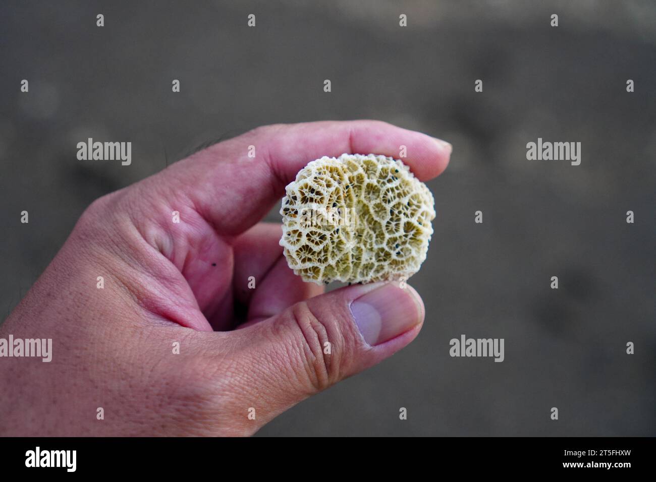 Hand, die kleine weiße Korallenblume auf unscharfem Strand-Sandhintergrund hält Stockfoto