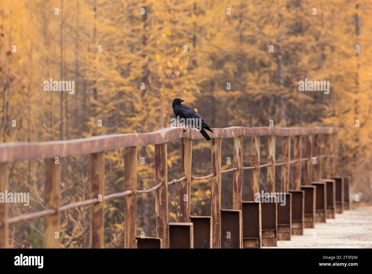 Ein schwarzer Rabe sitzt auf einem alten Metallzaun vor dem Hintergrund eines gelben Herbstwaldes Stockfoto