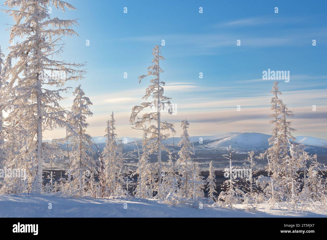Winterabendlandschaft mit Bäumen bedeckt mit Heifrost vor dem Hintergrund der Hügel in Süd-Yakutia, Russland Stockfoto