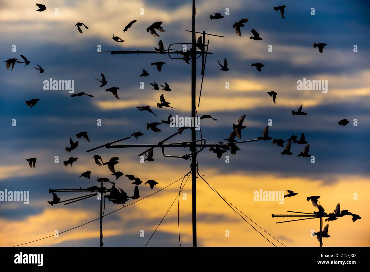 Stadtbild bei Sonnenuntergang mit Antennen und Silhouetten einer Vogelschar. Interaktion von wilder Natur und urbanem Land Stockfoto