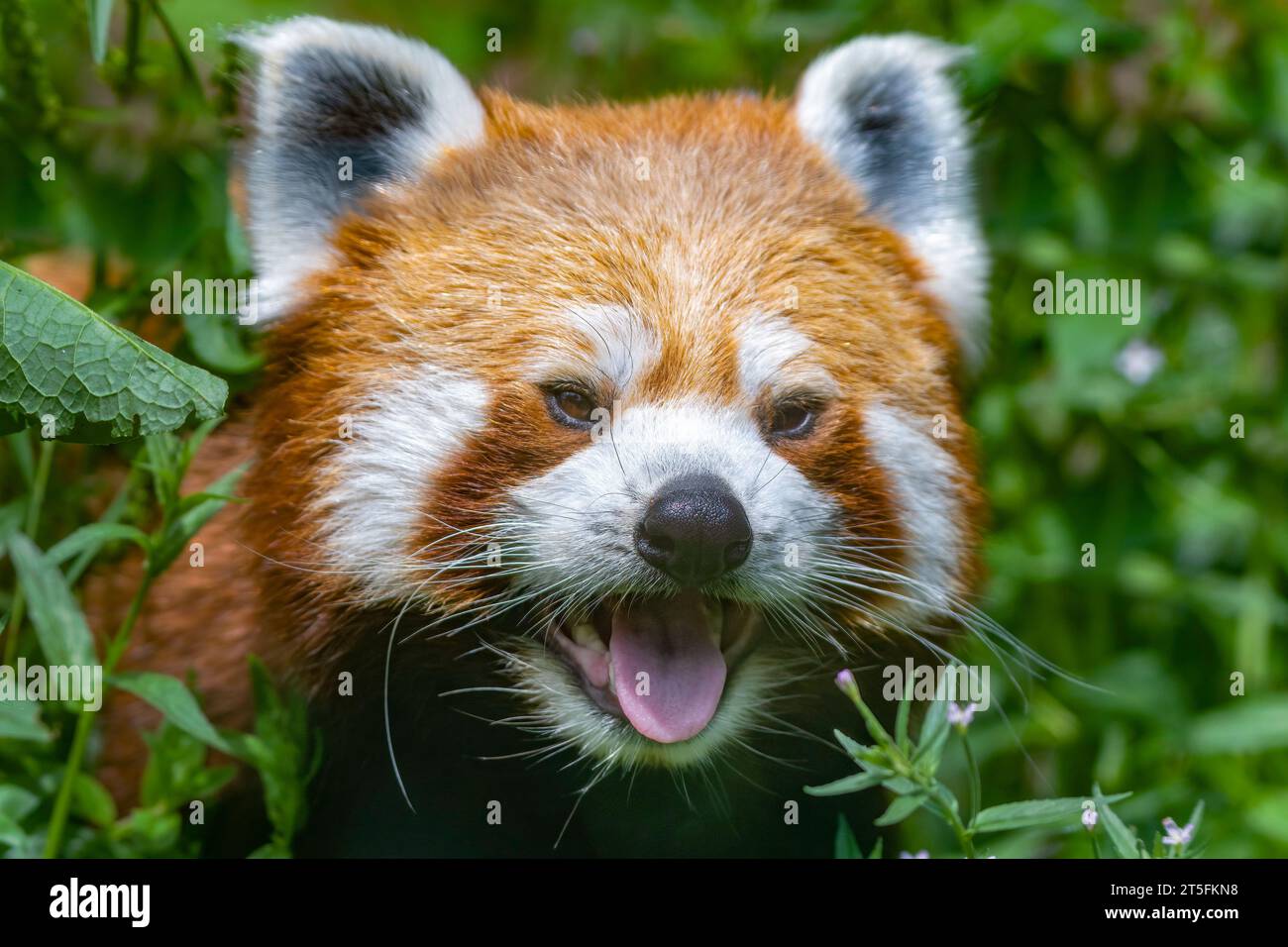 Red Panda, Five Sisters Zoo, Schottland Stockfoto