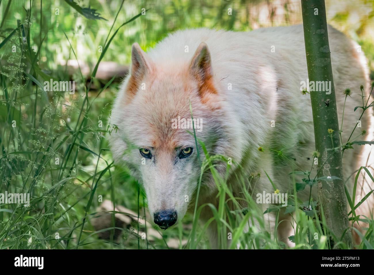 Arctic Wolf, Five Sisters Zoo, Schottland Stockfoto