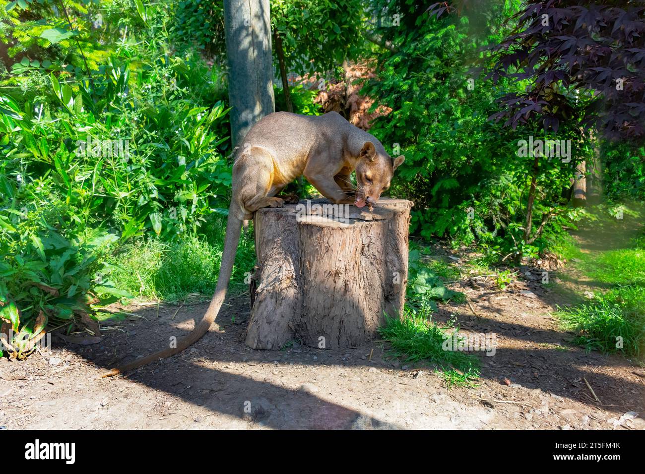 Fossa im Five Sisters Zoo, Schottland Stockfoto